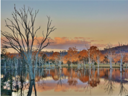 mulligans-flat-woodlands-sanctuary